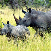Nam Phi bảo vệ tê giác bằng máy bay do thám