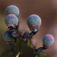Nấm thạch anh tím - một trong những loài nấm đẹp nhất trên thế giới