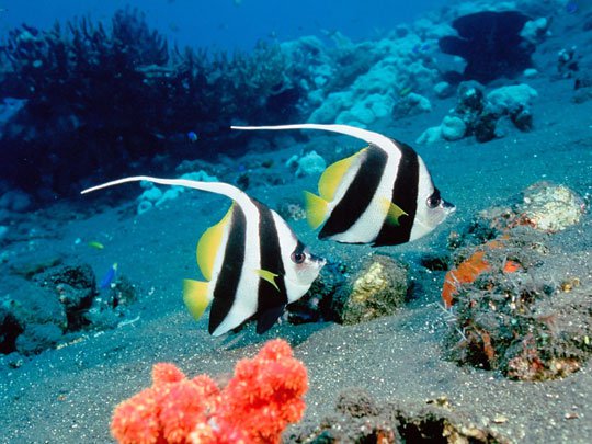 Nạn axít hóa đe dọa nghiêm trọng môi trường biển