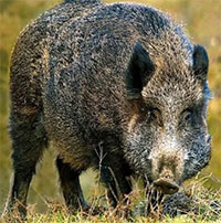 Nạn cua xanh xâm lấn chưa qua, thành phố Italy lại đau đầu đối phó lợn rừng