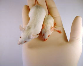 Nâng cao tỷ lệ sinh của chuột nhân bản vô tính