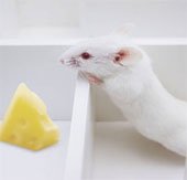Nâng cấp trí thông minh loài chuột