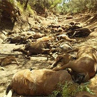 Nắng nóng kỷ lục ở Australia, hàng chục con ngựa chết khát