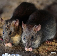 Nếu chuột hoàn toàn biến mất trên Trái đất, con người sẽ gặp phải rắc rối lớn