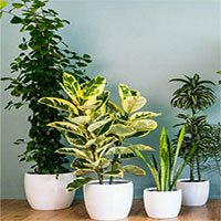 Nếu nghĩ trồng cây trong nhà có thể lọc sạch không khí, bạn đã sai!