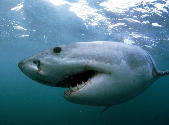 New Zealand: Cá mập trắng cũng có kỳ nghỉ đông