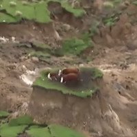 New Zealand cứu đàn bò kẹt trên gò nhỏ sau động đất