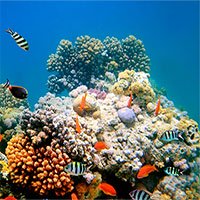 Ngạc nhiên cách san hô tự bảo vệ mình trước sự gia tăng nhiệt độ nước biển