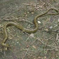 Ngắm loài rắn viền ngọc trai hiếm và đẹp nhất thế giới