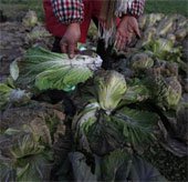 Ngành nông nghiệp Trung Quốc chết dần vì ô nhiễm không khí