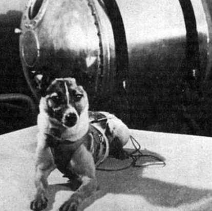 Ngày 3/11/1957 - Laika, chú chó đầu tiên bay lên vũ trụ