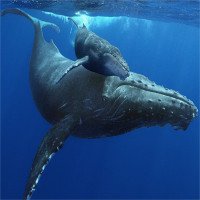 Nghe thử những bài hát làm mê hoặc lòng người của cá voi từ sâu thẳm đại dương