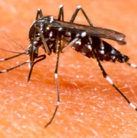 Nghi nhiễm virus Zika tại Việt Nam cần xét nghiệm ở đâu?