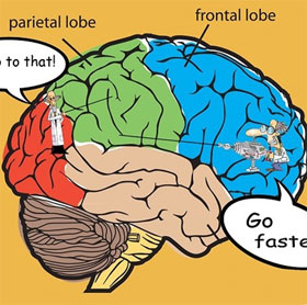 Nghiên cứu cho thấy não bộ có hệ thống 