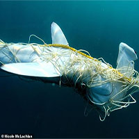 Nghiên cứu đáng lo ngại: 92% số cá mập trên thế giới đã 