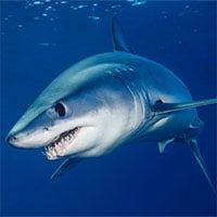 Nghiên cứu đầu tiên chứng minh cá mập cảm nhận từ trường để định hướng