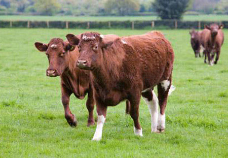 Nghiên cứu hiện tượng 'trung tiện' ở bò