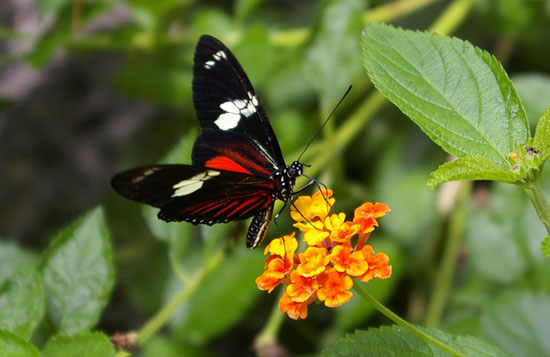 Nghiên cứu loài bướm khám phá quá trình hội tụ tiến hóa