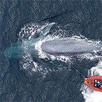 Nghiên cứu mới cho thấy: Cá voi xanh nuốt 10 triệu mảnh vi nhựa mỗi ngày