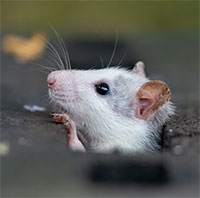 Nghiên cứu mới cho thấy: Chuột cũng có trí tưởng tượng như con người