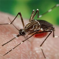 Nghiên cứu mới cho thấy, đường giúp ngăn muỗi phát tán virus