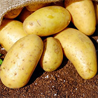 Nghiên cứu mới cho thấy: Lợi ích bất ngờ của khoai tây