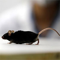 Nghiên cứu mới giúp chuột bị liệt đi lại được, mở ra hi vọng cho người