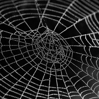 Nghiên cứu mới: sử dụng tơ nhện sẽ giúp chữa gãy xương hiệu quả