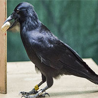 Nghiên cứu mới xác nhận một trong những loài chim thông minh nhất thế giới chính là quạ!
