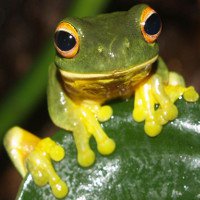 Nghiên cứu nước bọt loài ếch để tạo chất keo mới