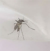 Nghiên cứu thú vị: Muỗi bị thiếu ngủ cũng “lười” đi hút máu người và các loài động vật