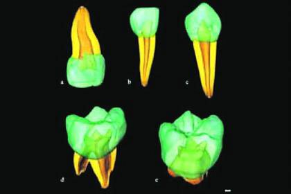 Nghiên cứu tiến hóa qua răng 30.000 năm trước
