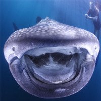 Ngộ nghĩnh cá mập voi cười tít mắt trước camera