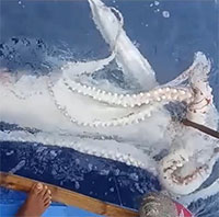 Ngư dân câu được con mực khổng lồ dài 4,6 mét trên biển