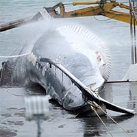 Ngư dân Iceland đánh bắt cá voi vây khổng lồ