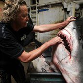 Ngư dân Mỹ bắt được cá mập 600kg