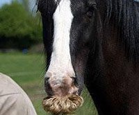 Ngựa cũng có ria mép