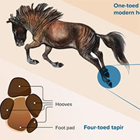 Ngựa từng có 4 ngón chân, tại sao chúng biến mất?