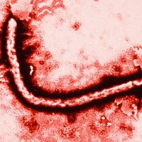 Người bệnh Ebola chưa hề khỏi, virus Ebola đã đánh lừa tất cả chúng ta