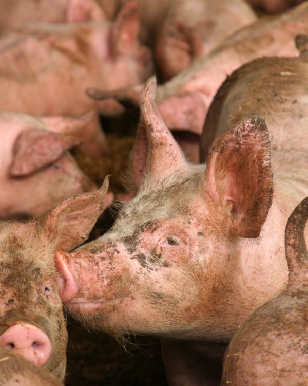 Người có thể lây truyền cúm A/H1N1 cho lợn