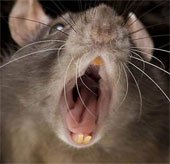 Người dân Anh hốt hoảng vì chuột khổng lồ hoành hành