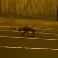 Người dân hoảng hốt khi thấy sinh vật lạ xuất hiện trên đường phố Australia
