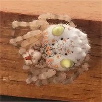 Người đàn ông hoảng hồn phát hiện con nhện trông như miếng sushi đang bò trong nhà
