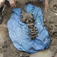 Người đàn ông tìm thấy xương cá heo 8.000 năm tuổi khi đang đào bể bơi cho các con của mình