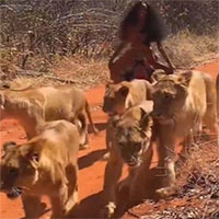 Người phụ nữ thản nhiên đi dạo cùng 6 con sư tử cái trong rừng rậm khiến ai nhìn cũng hoảng hốt