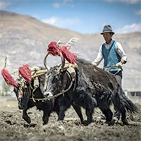 Người Tây Tạng mang 