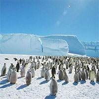 Nguyên nhân khiến chim cánh cụt đối mặt sự tuyệt chủng hàng loạt