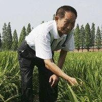 Nhà khoa học 87 tuổi giải mã bí mật trồng lúa bằng… nước nhiễm mặn