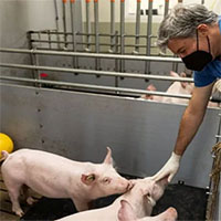 Nhà khoa học Đức lai tạo lợn để ghép tim cho người
