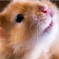 Nhà khoa học sốc khi 1 thí nghiệm vô tình khiến chuột hamster 